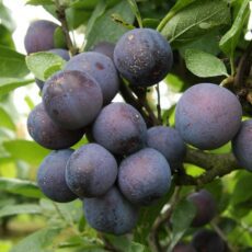 5038838016981 1 Damson Farleigh Bush St Julien A 12L.jpg